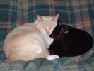 cuddling-cats-1