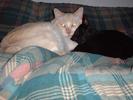 cuddling-cats-2