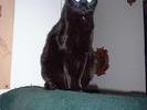 devil-cat-jasper