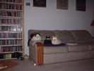 scary cat eyes