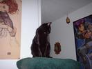 statuesque-jasper