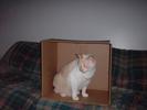 stig-in-a-box-1