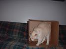 stig-in-a-box-2