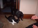cats-getting-treats-1