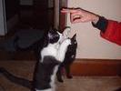 cats-getting-treats-3