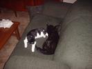 couch-cats-1
