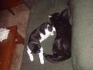 couch-cats-2