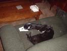 couch-cats-3