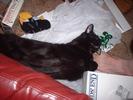 merlin-with-foot