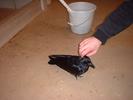 aaron petting crow-baby