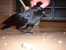 aaron petting crow-baby 2