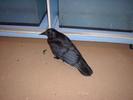 crow-baby 1