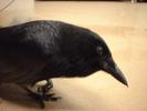 crow-baby 2