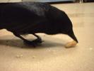 crow-baby 3