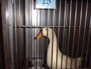 devil duck 2
