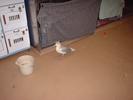junior the seagull