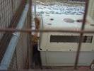 outdoor foxes 2