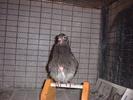 unamused pigeon
