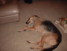 Lucy asleep