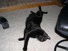 Merlin stretching