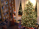 blurry tree + lights