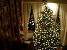 blurry tree in the dark