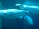 aquarium beluga 1