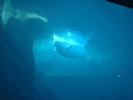 aquarium beluga 2