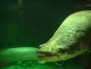 aquarium bigass fish