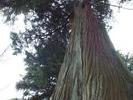 bigass tree