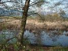 hidden heron