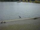 lost lagoon heron