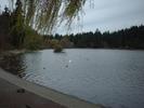 lost lagoon swans