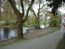 willows