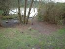 wood ducks