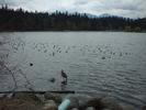 yet more herons