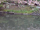 cherry tree + reflection