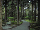 into the woods