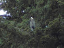 perched bird