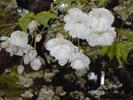 tree blossoms up close