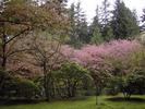 trees in bloom